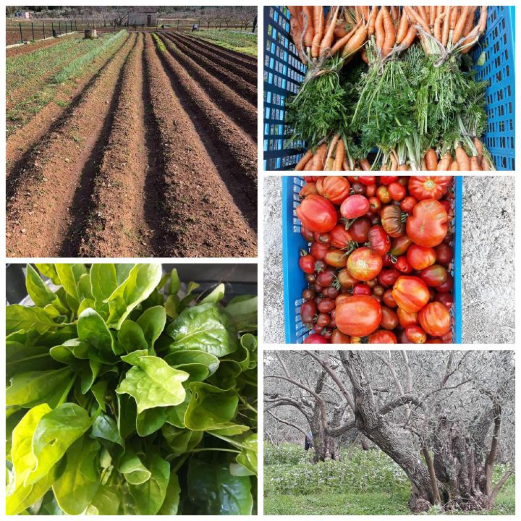 Predavanje Marije Kole Pendo “Organska poljoprivreda – put prema zdravlju”