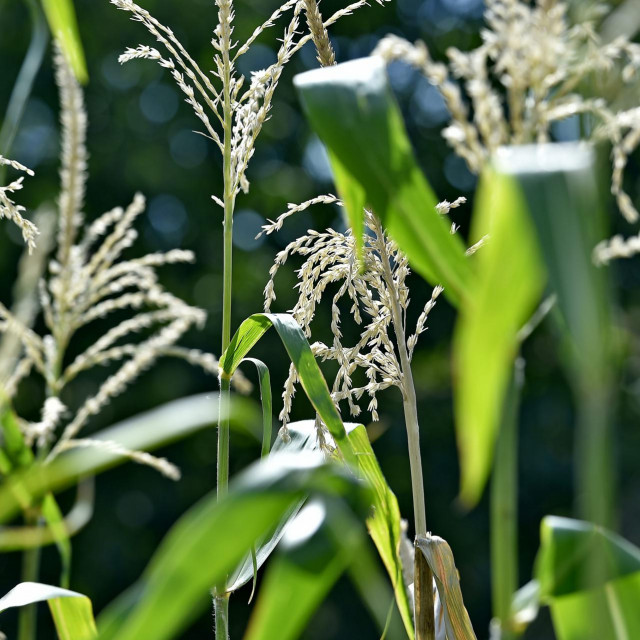 Kukuruz je rijetka žitarica koja je kompletno iskoristiv