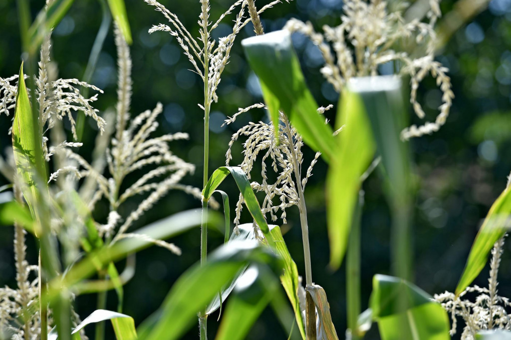 Kukuruz je rijetka žitarica koja je kompletno iskoristiv
