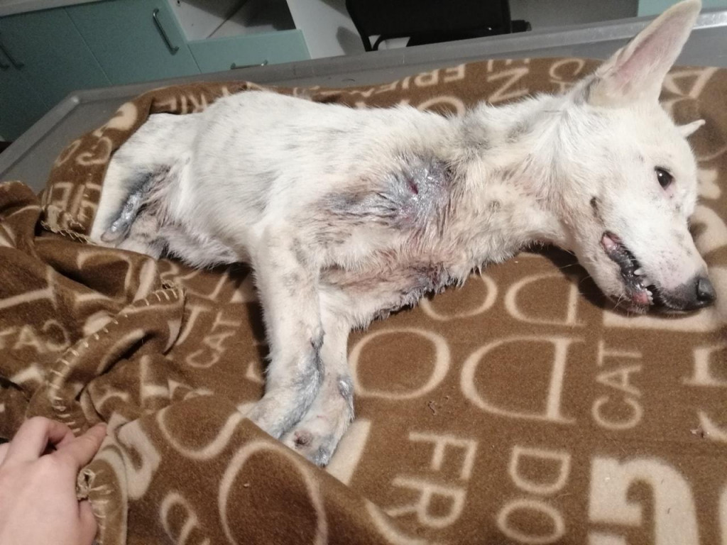 Maleni pas je preživio, a njegova sudbina na noge je digla brojne građane