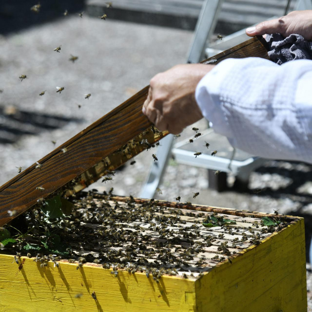 Juro Jelušuć, pčelar Hrvatske pčelarske službe, miče roj pčela