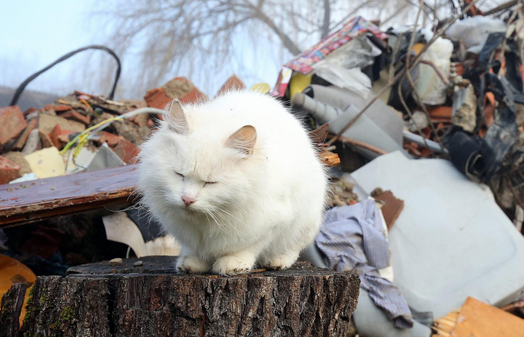 Maca ispred kuće koja je ostala sravnjena sa zemljom u Majskim Poljanama