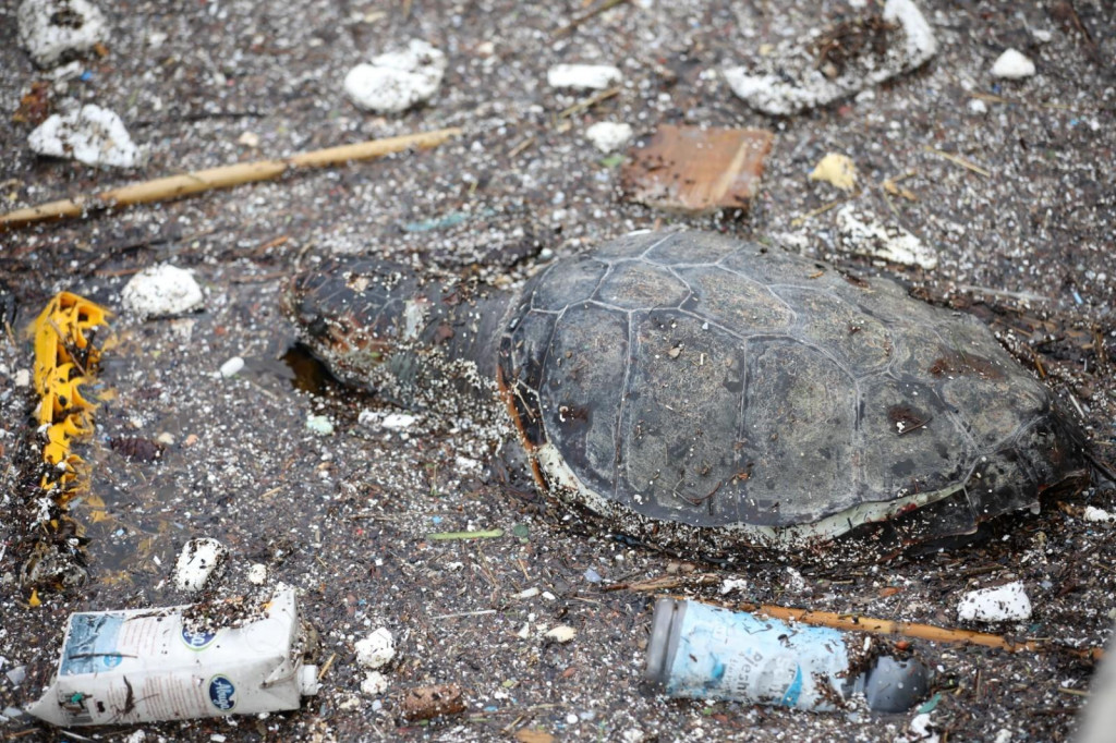 U staroj gradskoj luci među otpadom pluta uginula glavata želva