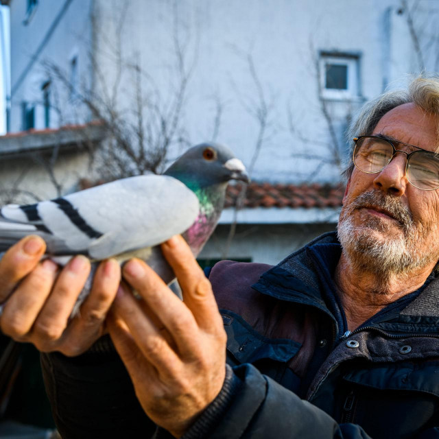 Vodičanin Borodin Kolar uzgaja golubove pismonoše