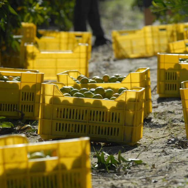 AZTN je zamislio da u skladište dođe gotov proizvod, razvrstan po kalibrima, bez ikakvih oštećenja, ali nama poljoprivrednici dovezu mandarine direktno iz berbe, gdje može biti 2 posto otpada, nekada čak i 50 posto – naglašava Soče