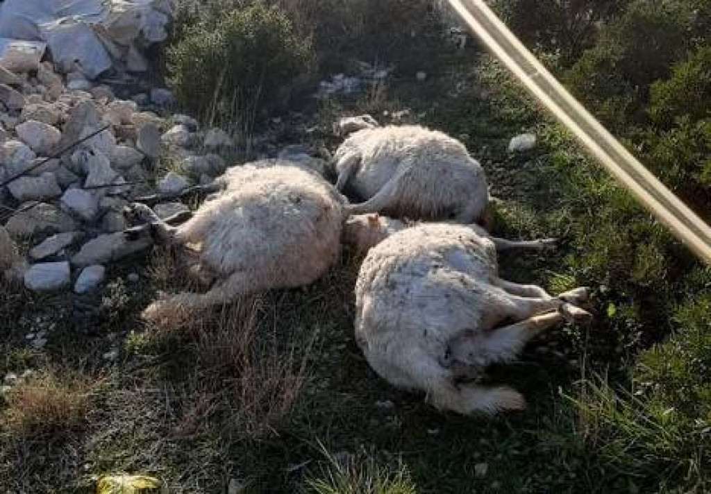 Uginule ovce