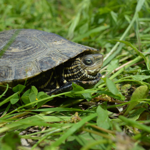 Odrasla riječna kornjača za razliku od barske kornjače ima čvrsto spojen oklop