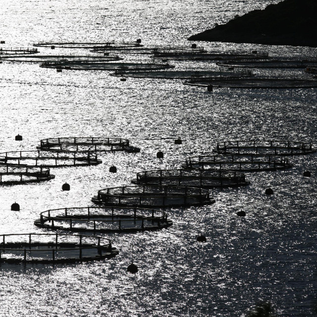 Kazna za ribolov unutar 300 metara od uzgajališta je 2000 do 5000 kn