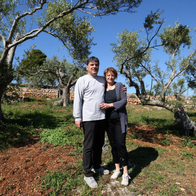 U Žmanu na Dugom otoku, Goran Morović sa suprugom Sonjom obnavlja stare maslinike&lt;br /&gt;
 