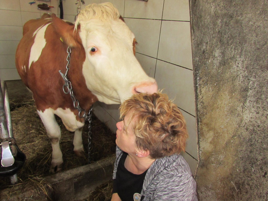 Reportaža iz Like - Marina Miškulin u štali s kravama simentalkama