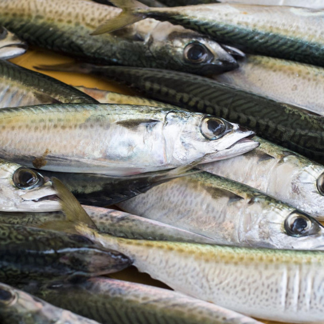 Split, 031014.&lt;br /&gt;
Bogata ponuda ribe na splitskoj ribarnici nakon povoljnih vremenskih prilika proteklog tjedna. Na fotografiji: lokarde po cijeni od 20,00 kn&lt;br /&gt;