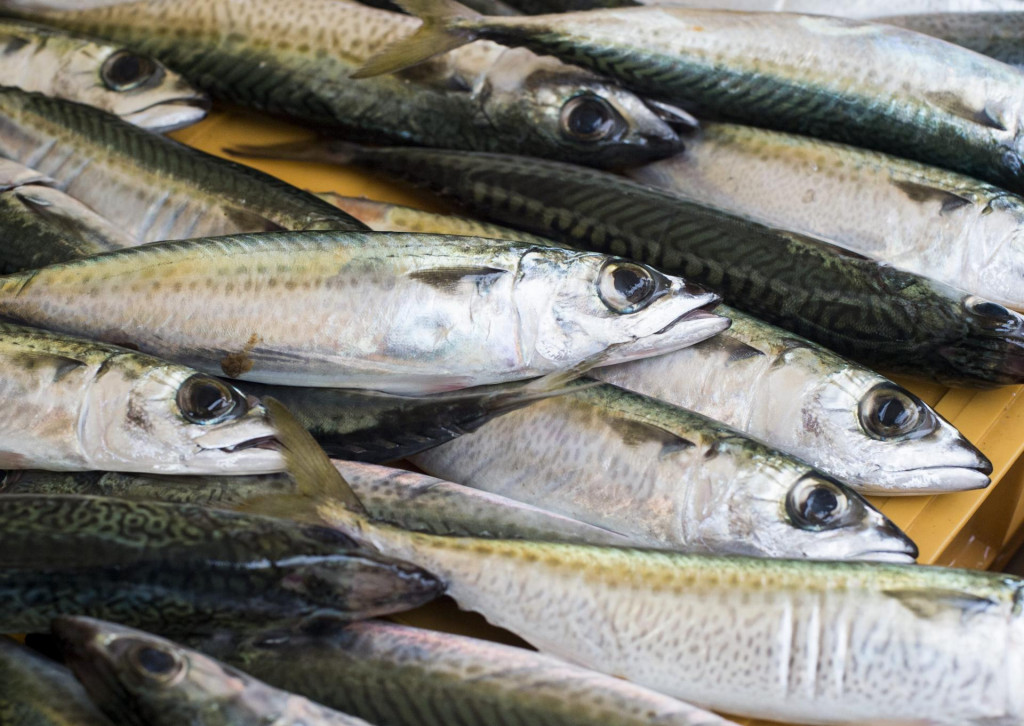 Split, 031014.&lt;br /&gt;
Bogata ponuda ribe na splitskoj ribarnici nakon povoljnih vremenskih prilika proteklog tjedna. Na fotografiji: lokarde po cijeni od 20,00 kn&lt;br /&gt;