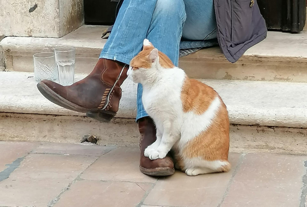 Šime Pefa i Rex