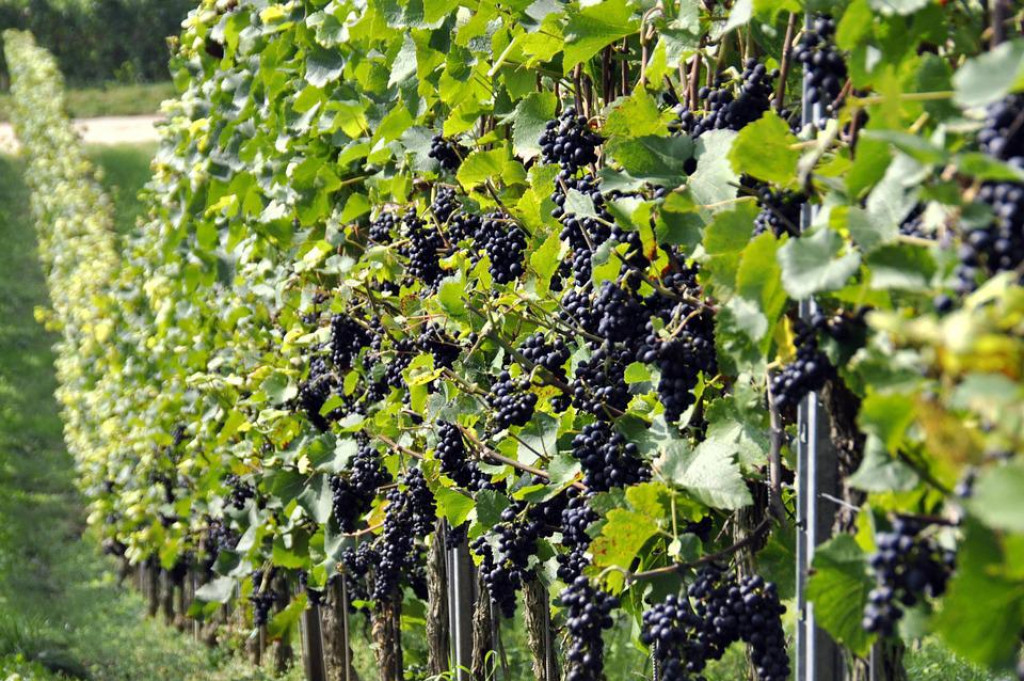 Crna pjegavost ili Phomopsis viticola uzrokuje simptome vidljive na mladicama, rozgvi i listovima te utječe na kasnije otvaranje pupova