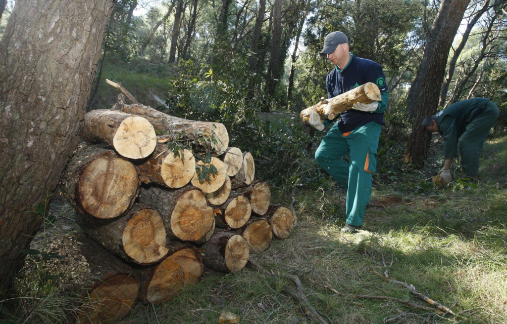 Javna ustanova trebala bi dobiti šumskog radnika i šumara 