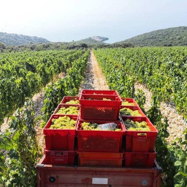 Zbog niskih proljetnih temperatura najviše štete prijeti vinogradima u udolinama