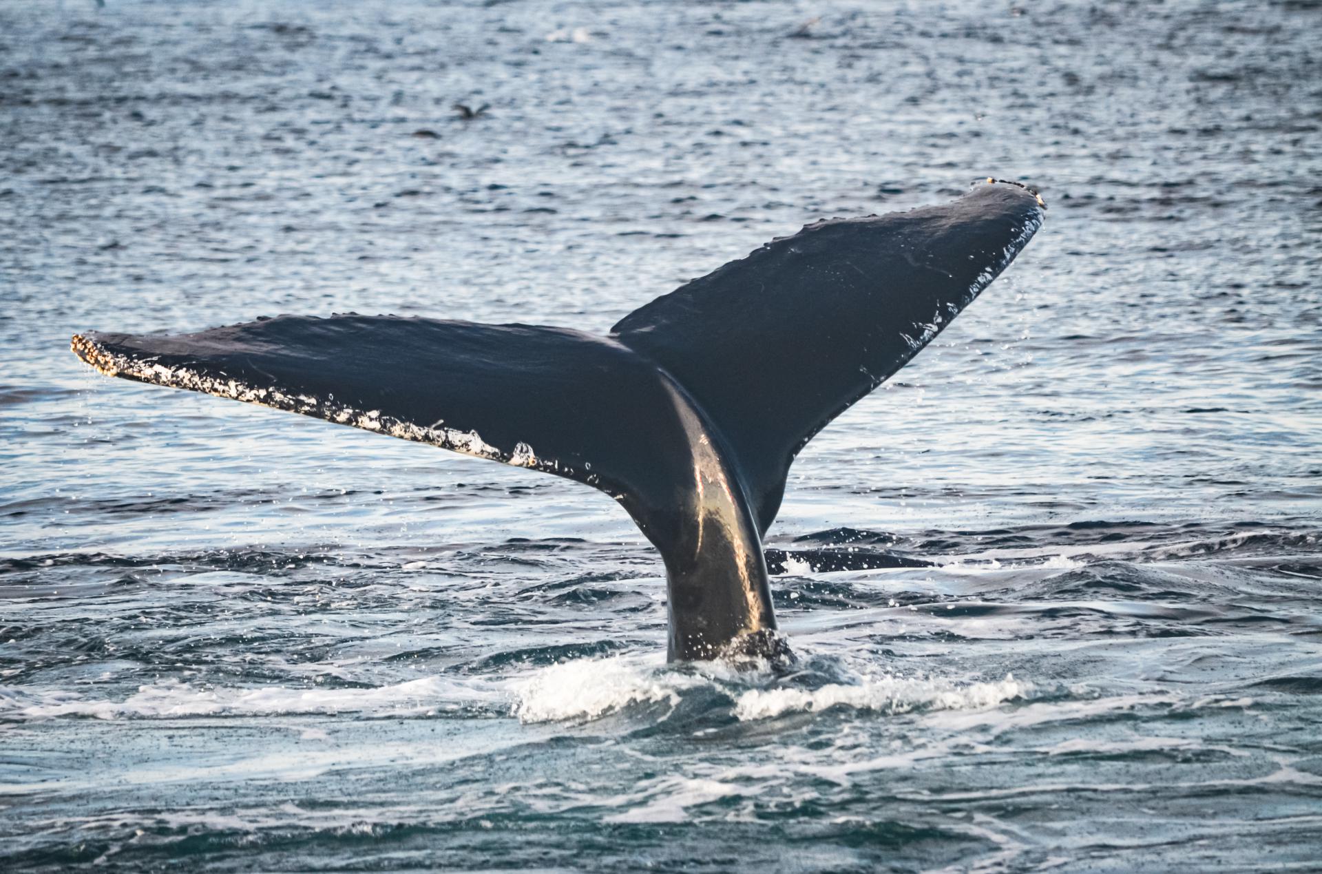 Whale Tail Booty