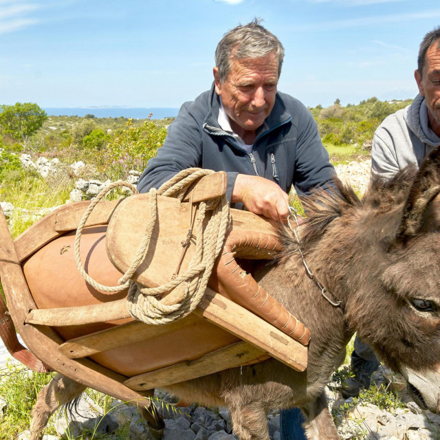 Dario Gruja uz pomoć Malog Ive pokušava staviti samar na magaricu