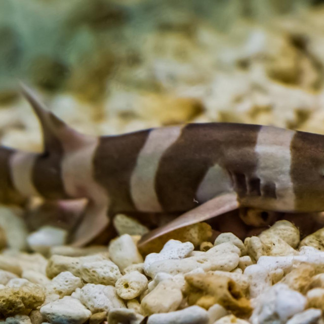 Mlada jedinka morskog psa Chiloscyllium griseum