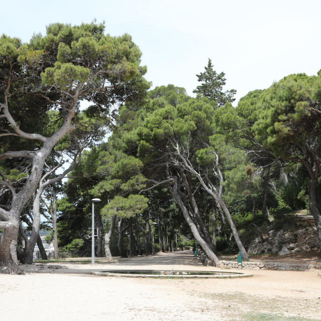 U dubrovačkom parku Gradac detektirano je 517 stabala, a najzastupljeniji je alepski bor s 380 primjeraka