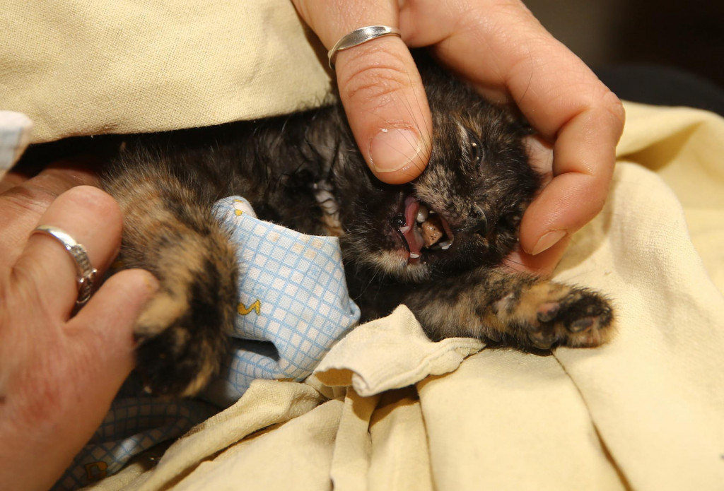 Spašavanje ozlijeđenog mačića u Splitu&lt;br /&gt;
 