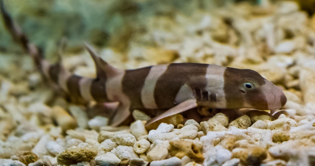 Mlada jedinka morskog psa Chiloscyllium griseum
