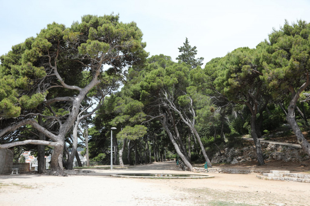 U dubrovačkom parku Gradac detektirano je 517 stabala, a najzastupljeniji je alepski bor s 380 primjeraka