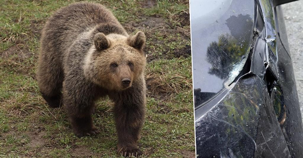 Na dionici između Fužina i Delnica, jutros između 6 i 12 sati dogodila se serija nesvakidašnjih napada medvjeda na automobile