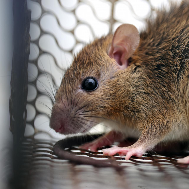 Od 516 preuzetih uzoraka na hantavirus, koji izaziva mišju groznicu, pozitivno je bilo 203