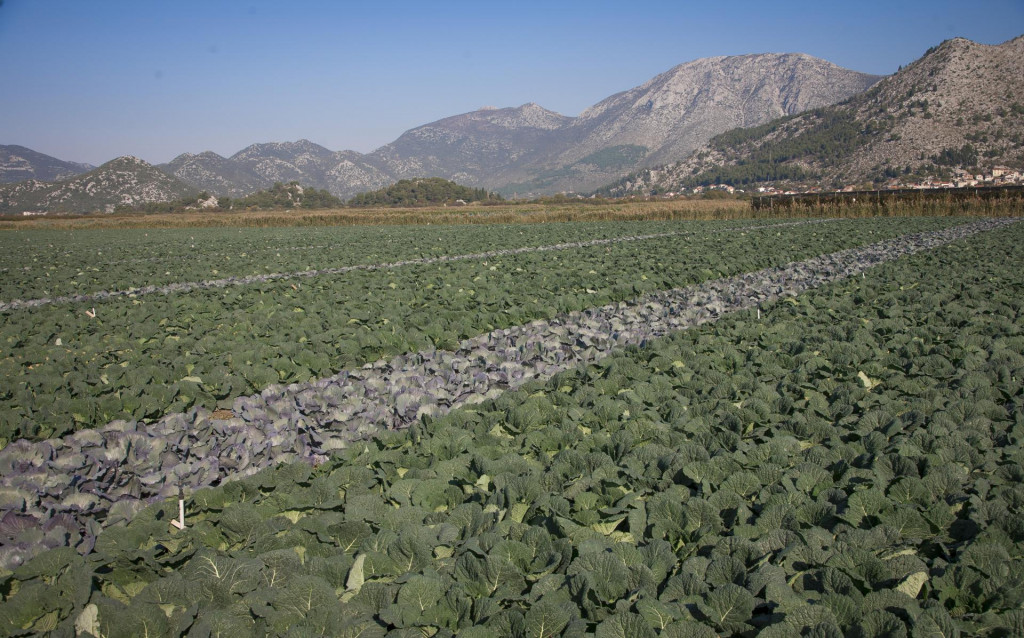 Država potiče upotrebu domaćeg stajskog gnojiva s 215 eura po hektaru
