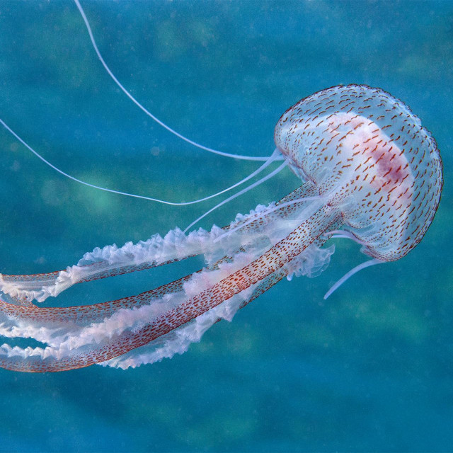 Meduza morska mjesečina (Pelagia noctiluca)