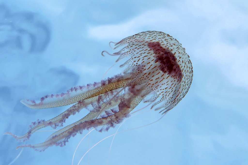 Meduza morska mjesečina (Pelagia noctiluca)