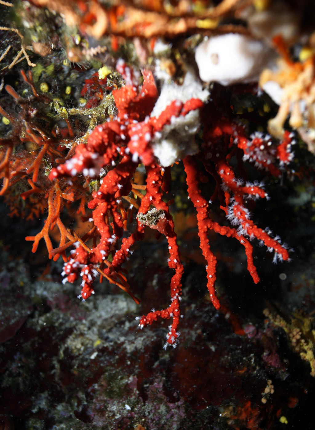 Crveni koralj