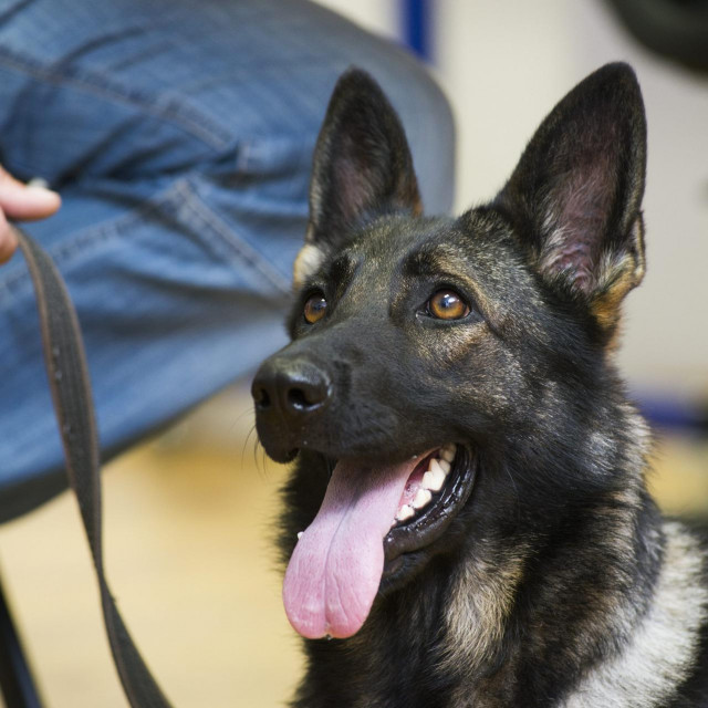 Arija, pas za droge šibenske policije, može se pohvaliti još jednim lijepim ulovom