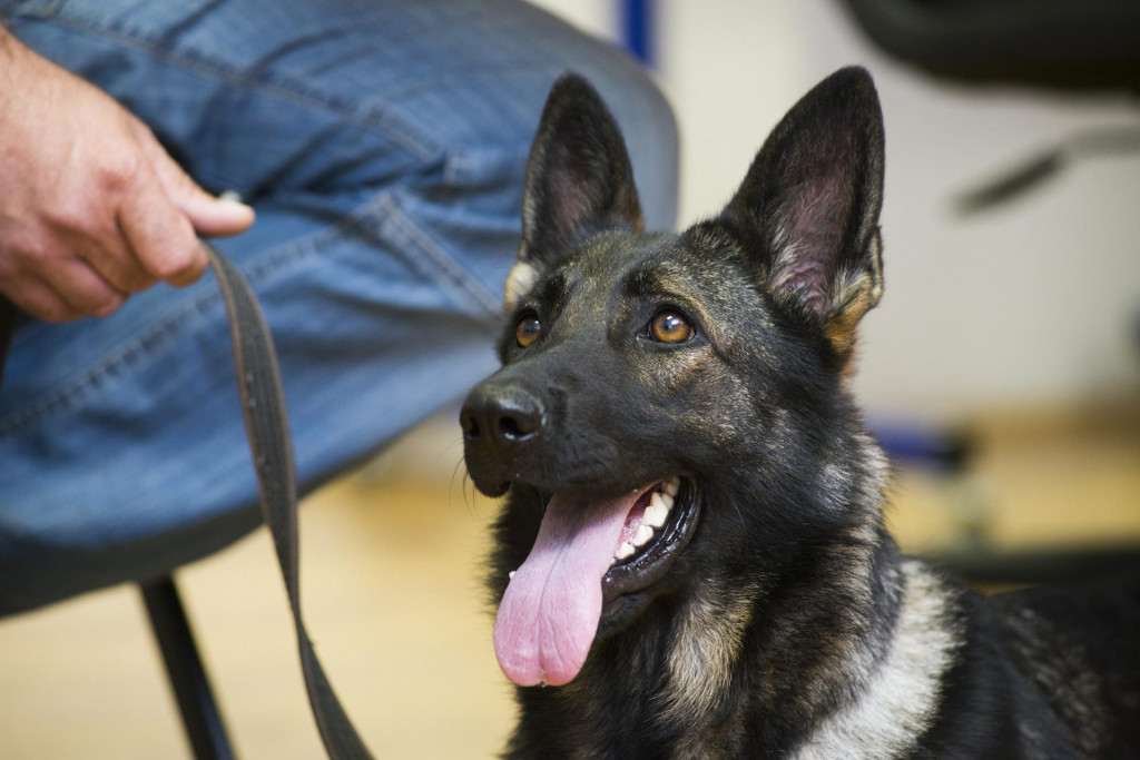 Arija, pas za droge šibenske policije, može se pohvaliti još jednim lijepim ulovom