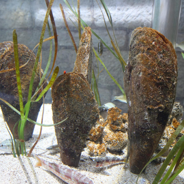 U pulskom akvariju periske koje su izuzete iz mora održavaju se na životu u posebnim uvjetima
