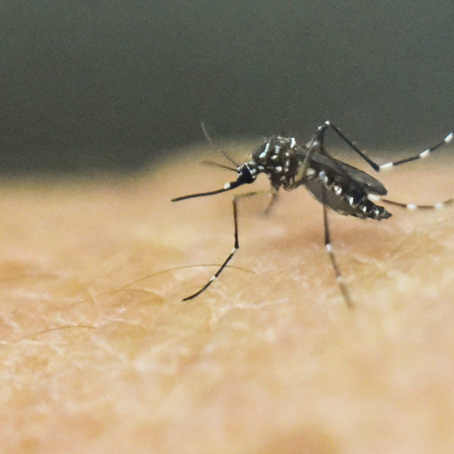 Sanitat u srpnju kreće u obračun s komarcima