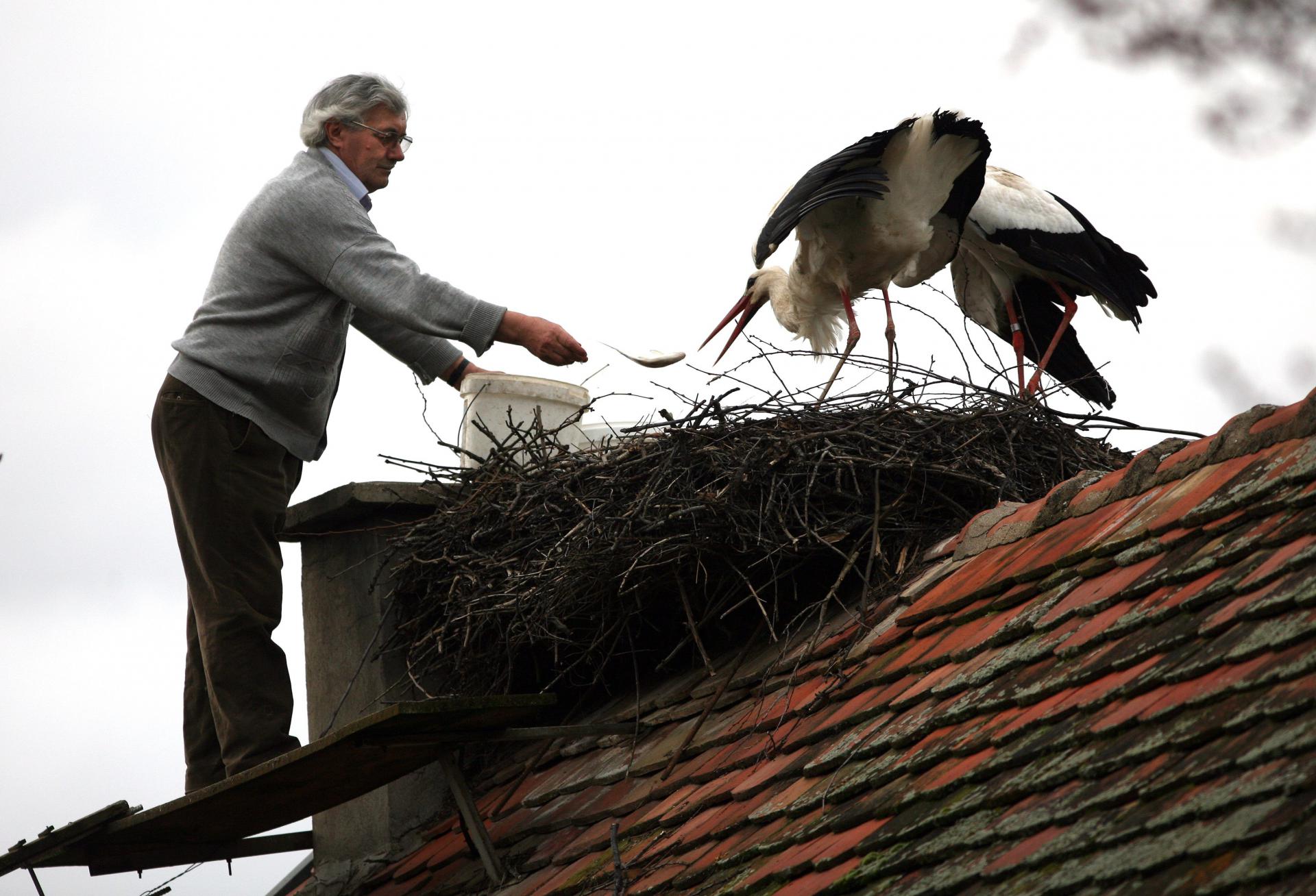 Гнездо рядом с домом. Гнездо аистов на крыше. Аист на крыше дома. Гнездо аиста на крыше дома. Гнездо аиста.