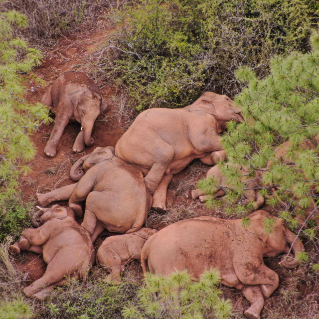 Genetičari sa Sveučilišta Harvard rade na promjeni gena afričkog slona, mamutovog najbližeg živog rođaka