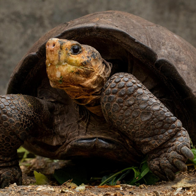 Fantastična velika kornjača s Galapagosa