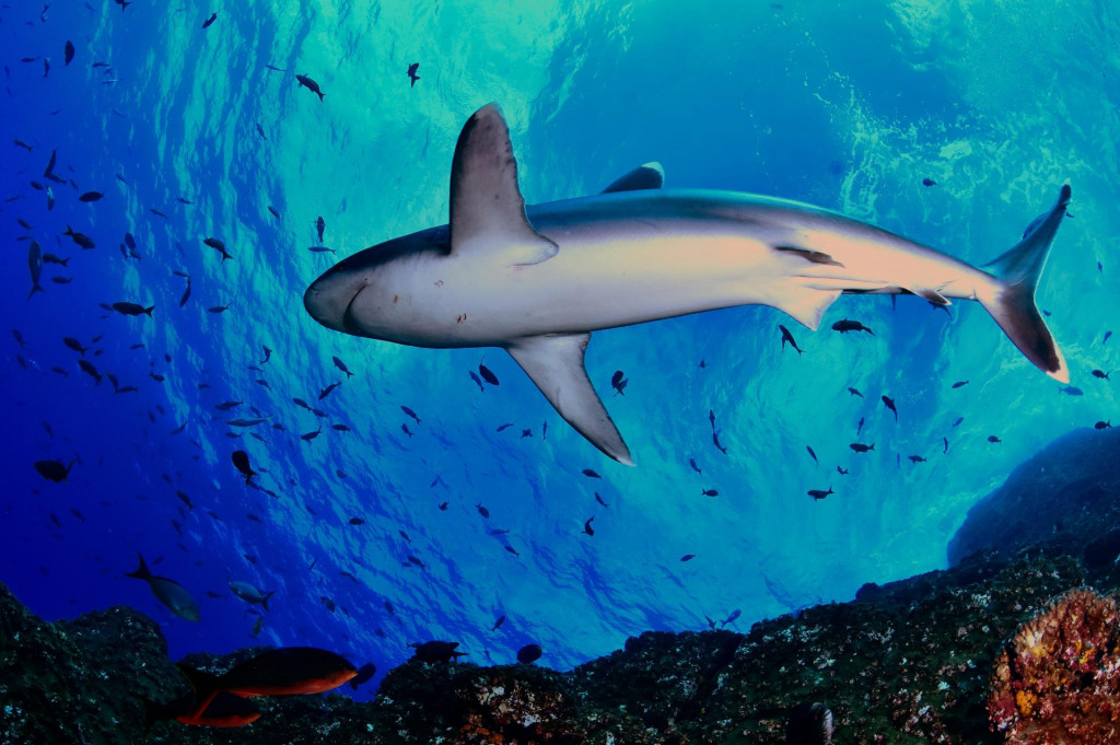 Morski pas srebrnog vrha (Carcharhinus albimarginatus) snimljen u Meksiku