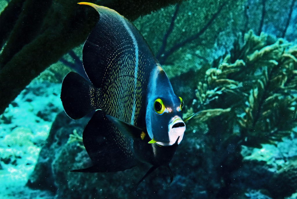 Otvoreno more - Francuski anđeo izrazito je teritorijalna riba, a živi u paru. Ovu egzotičnu morsku životinju u Meksiku je snimio naš Srđan Vrančić