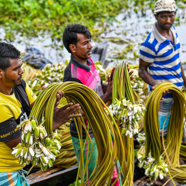 U Bangladešu se mnogi poljoprivrednici bave uzgojem lopoča