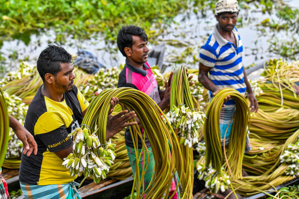 U Bangladešu se mnogi poljoprivrednici bave uzgojem lopoča