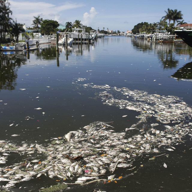 Posljedice tzv. crvene plime na obalama Floride