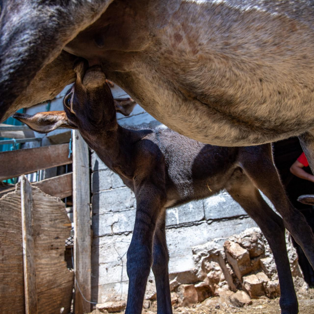 Mladi magarac star tek jedan dan na farmi obitelji Antunović na Pelješcu: Za izmusti samo dva decilitra, mora se magaricu privoljeti, jer ga ona &amp;#39;ustegne&amp;#39; i čuva za mlado