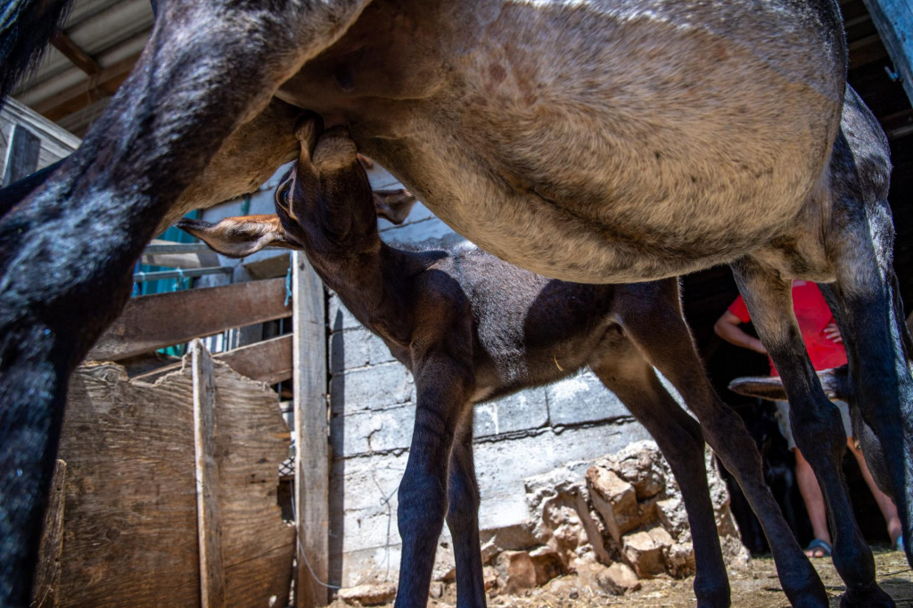 Mladi magarac star tek jedan dan na farmi obitelji Antunović na Pelješcu: Za izmusti samo dva decilitra, mora se magaricu privoljeti, jer ga ona &amp;#39;ustegne&amp;#39; i čuva za mlado