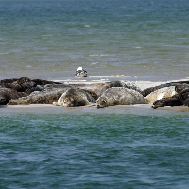 Sivi tuljani na Cape Codu