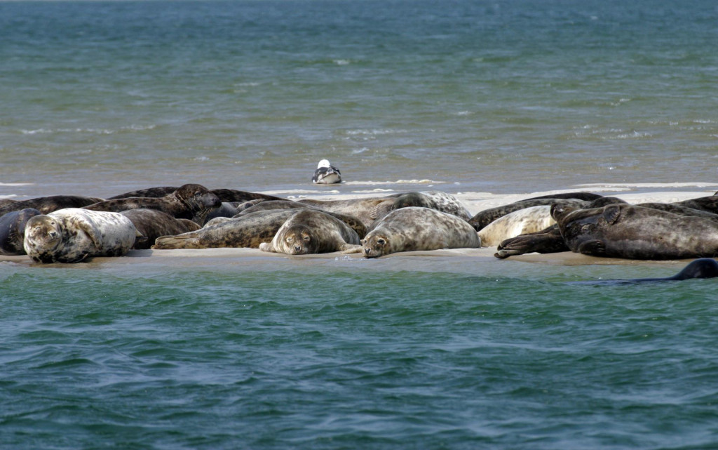 Sivi tuljani na Cape Codu