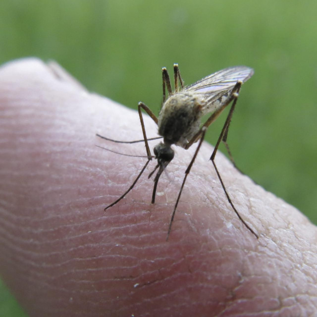 Pula, 270616.&lt;br /&gt;
Vrlo kisni lipanj i toplo vrijeme pogodovao je razmnozavanju komaraca. Komaraca u Istri ima na pretek a pri odlazak u prirodu nemoguce je proci bez desetine uboda.&lt;br /&gt;